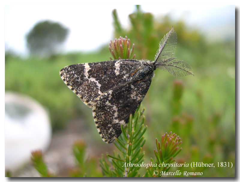 Bruchi fra l''erica, seconda parte: Athroolopha chrysitaria